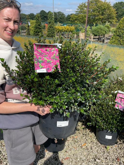 Azalea Japonica Amoena 20 Litre Pot Specimen