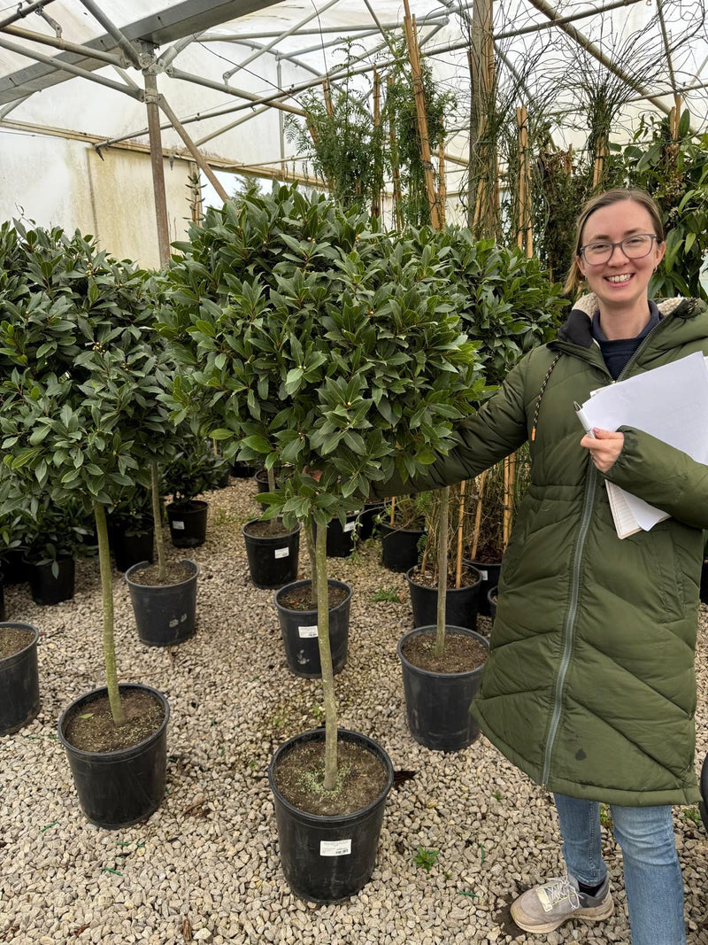 Laurus Nobilis 1/2 Std 15 Litre Pot 90-100cm Stem 60-65cm Head