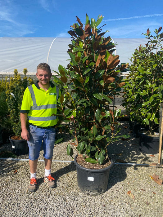 Magnolia Grandiflora Gallisoniensis 65 Litre Pot 175/200cm