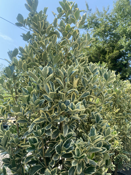 Euonymus japonicus Bravo 20 Litre