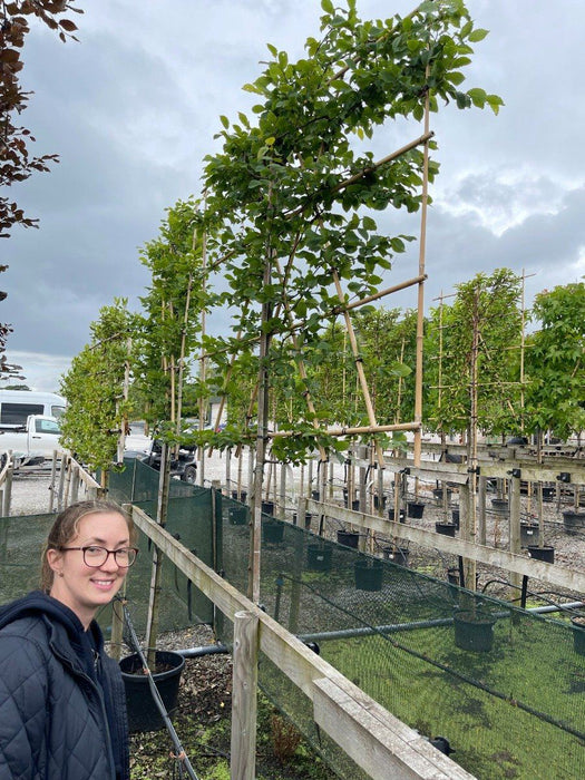 Carpinus B. Pleached Std 10/12G. 150 St 120 x 150 Rootballed