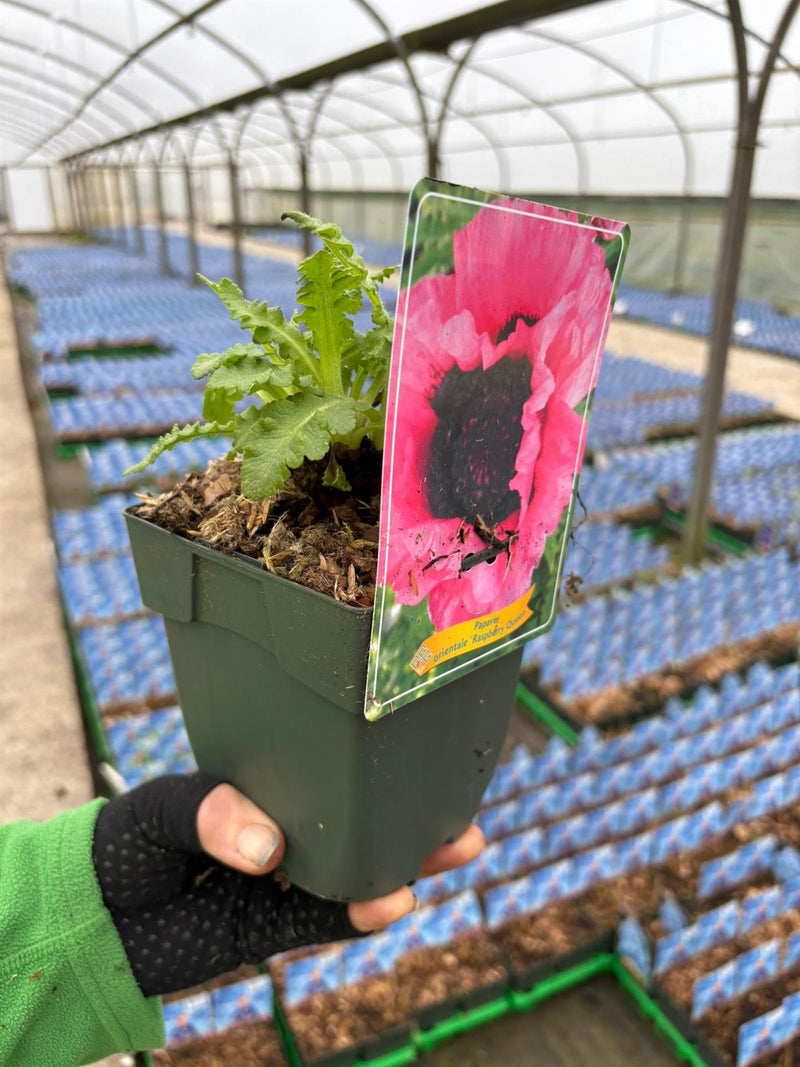 Papaver Raspberry Queen 11cm Pot