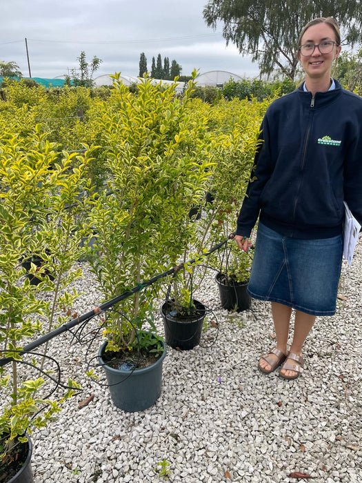 Golden Privet 10 Litre Pot 100/120cm