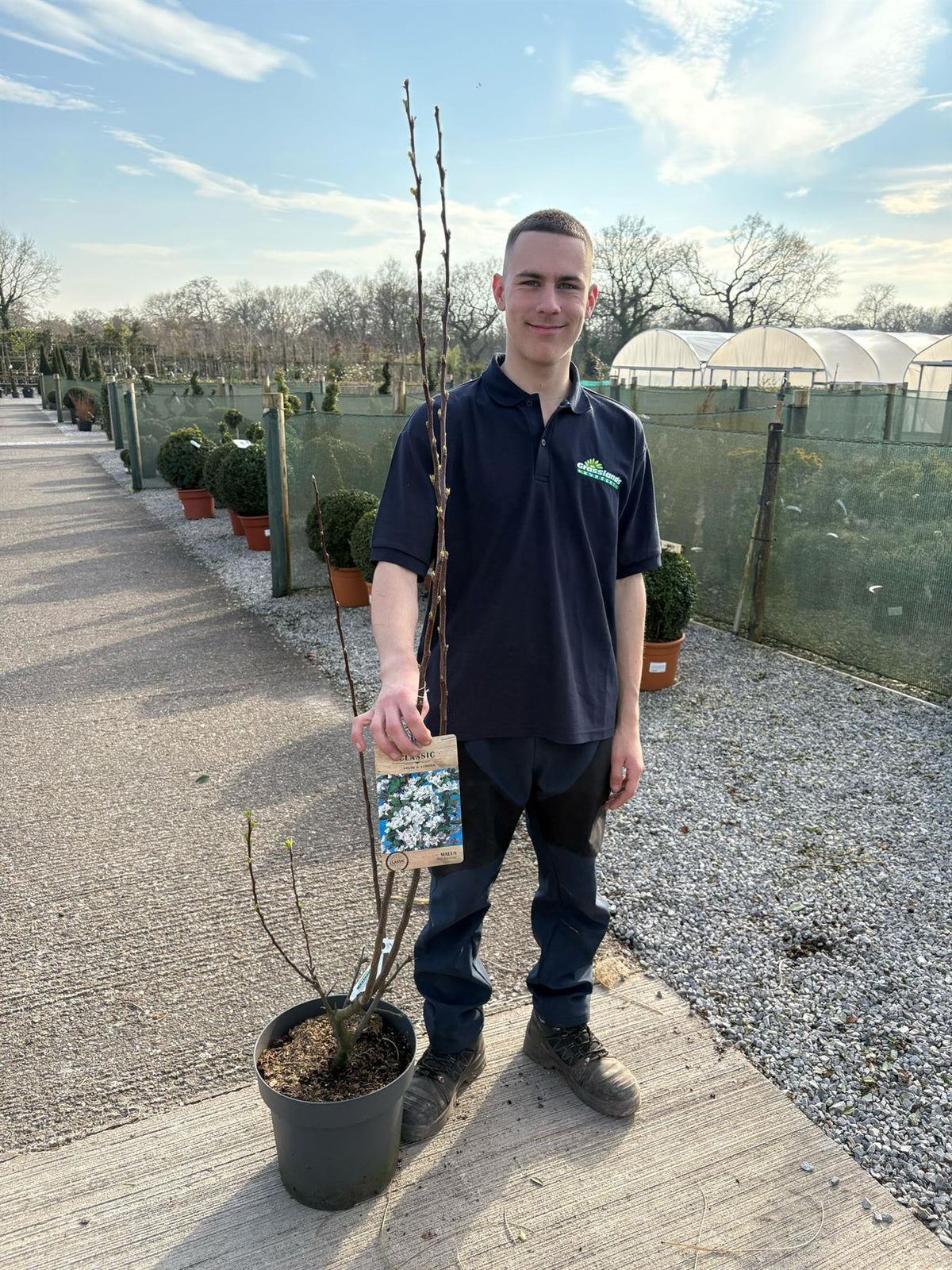 Malus Red Sentinel 12 Litre Pot 125/150cm