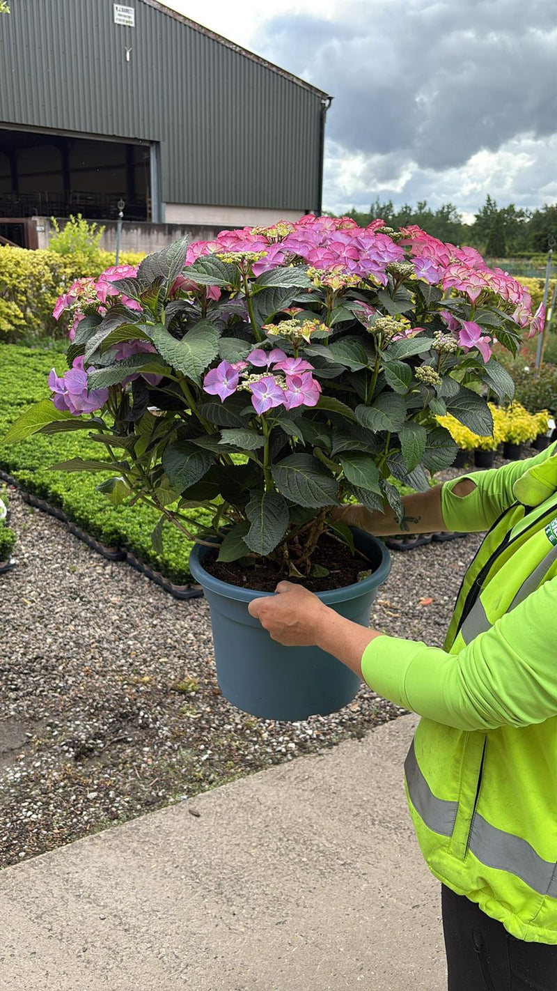 Hydrangea Mac Pink Ball 15 Litre Pot
