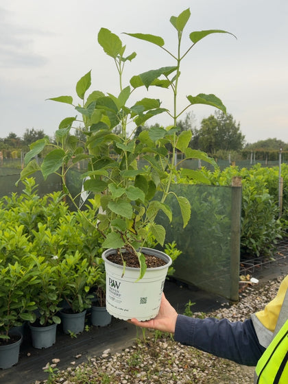 Hydrangea Arborescens Strong Annabelle 4 Litre Pot