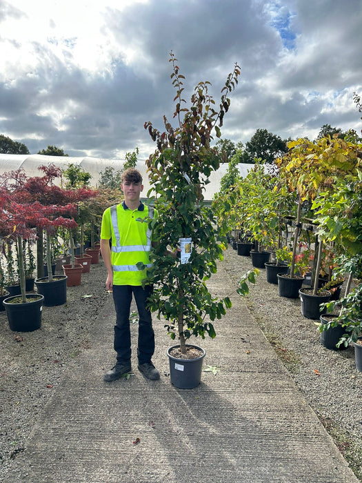 Parrotia Persica Vanessa 15 Litre Pot