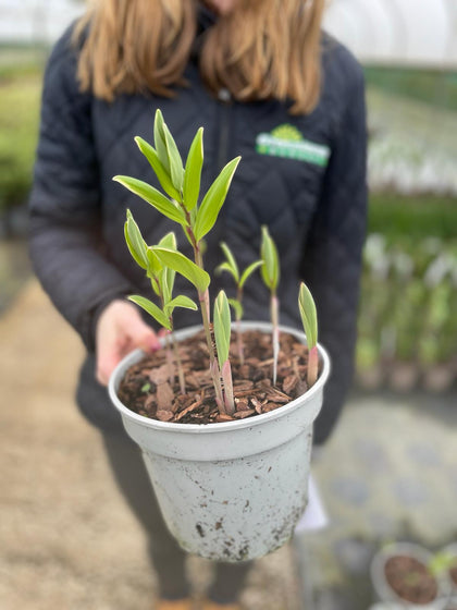 Polygonatum Falcatum Variegatum 3 Litre Pot