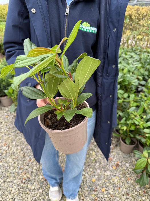 Viburnum Davidii 2 Litre Pot