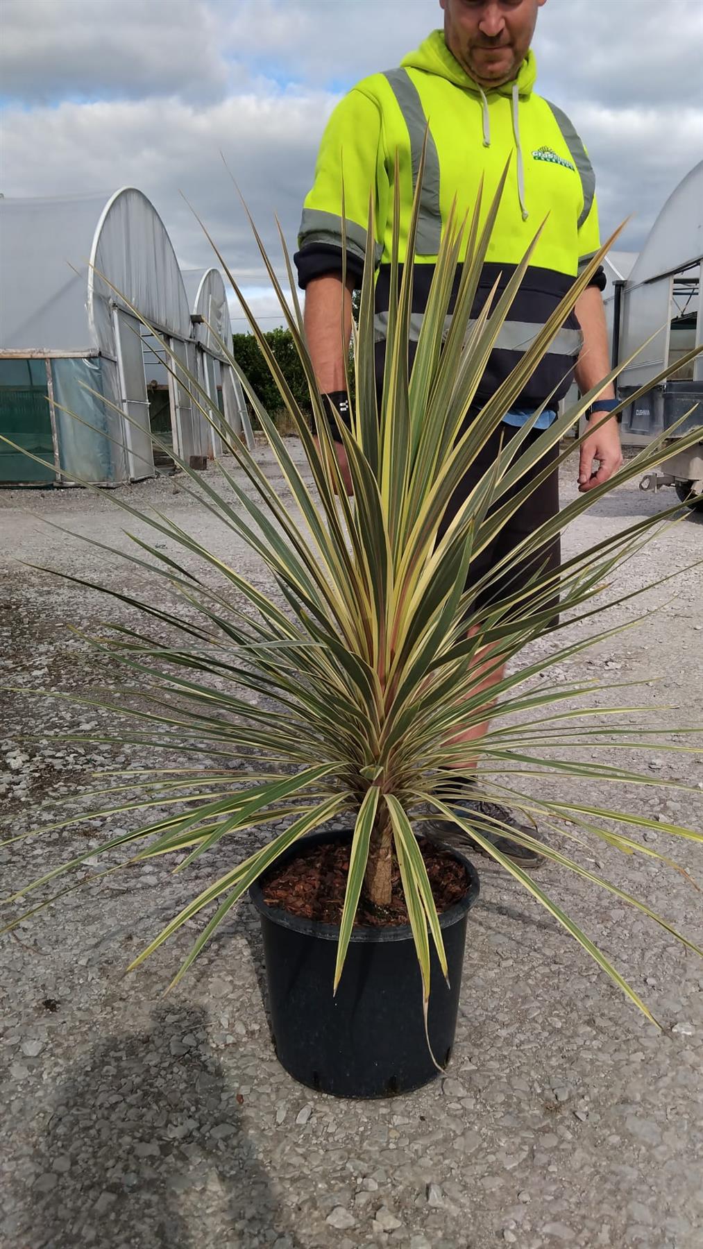 Cordyline Australlis Torbay Dazzler 15 Litre Pot