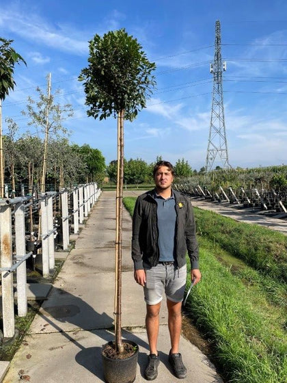 Prunus frut. Globosa Standard Tree 8/10cm Girth