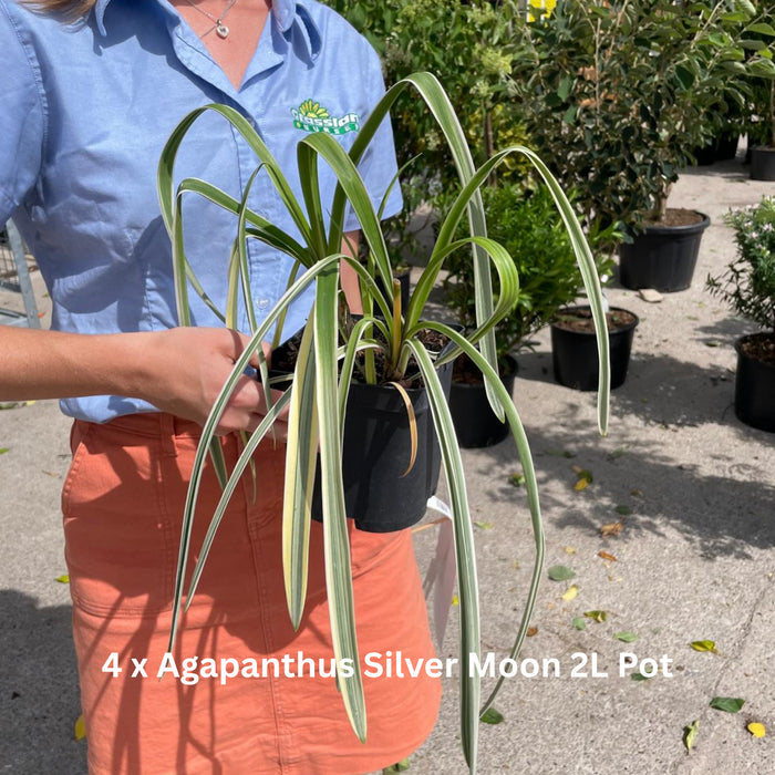 Raised Bed Planter Including Classic Elegance Planter Pack & Compost
