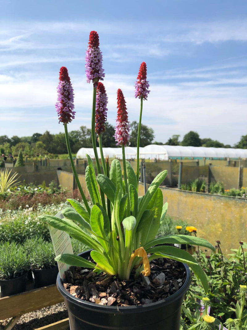 Primula Vialii 3 Litre Pot