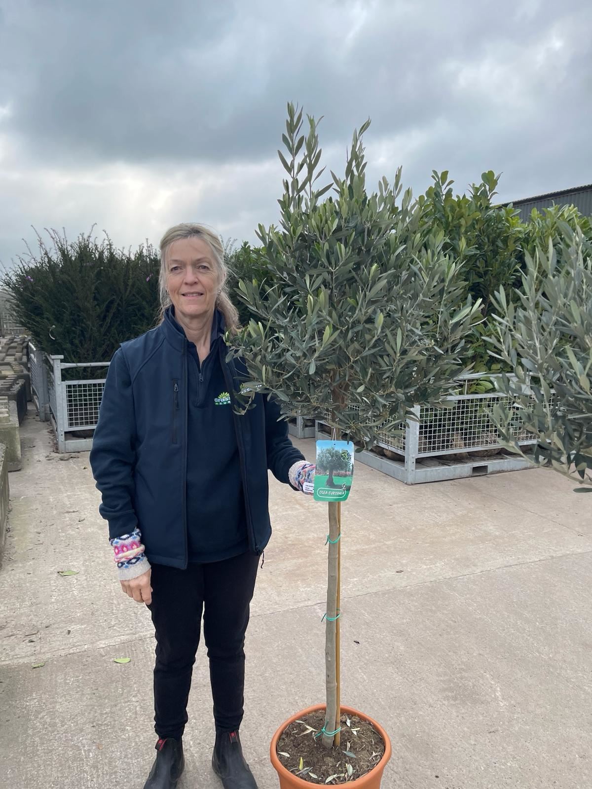 Olea Europea - Olive 1/2 Standard 18 Litre Pot 85/90 cm Stem