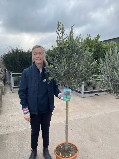 Olea Europea - Olive 1/2 Standard 18 Litre Pot 85/90 cm Stem