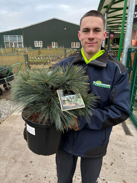 Pinus Strobus Secrest  12 Litre Pot