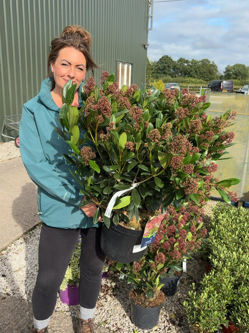 Skimmia Japonica Rubella 10 Litre Pot