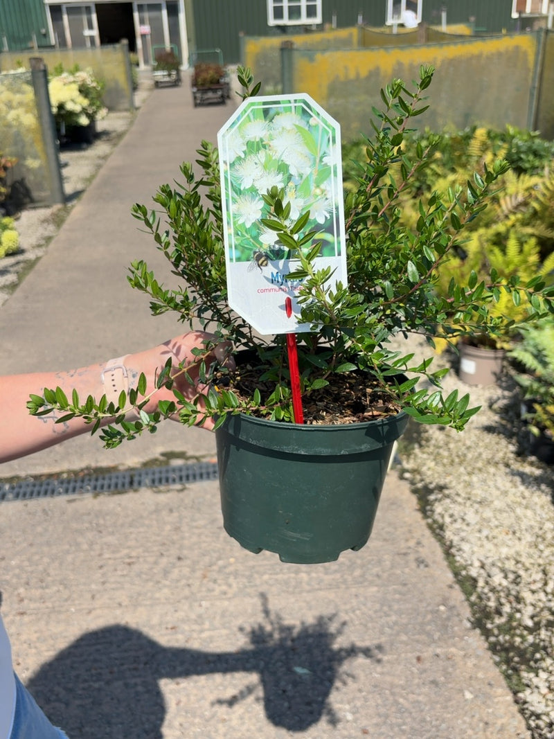 Myrtus Tarentina 3 Litre Pot