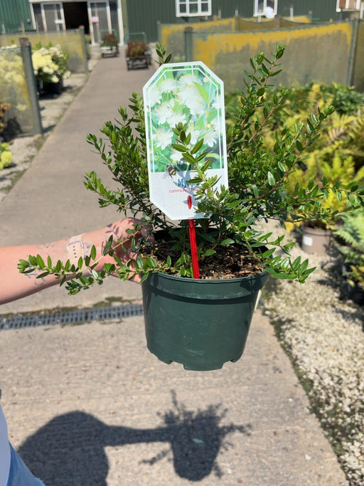 Myrtus Tarentina 3 Litre Pot