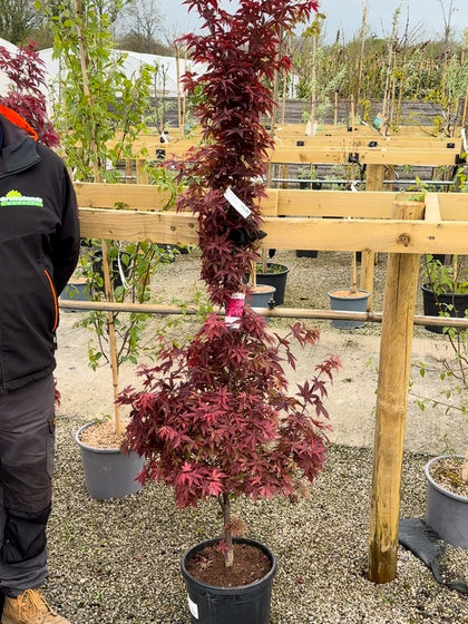 Acer Palmatum Twombly's Red Sentinel 15 Litre Pot