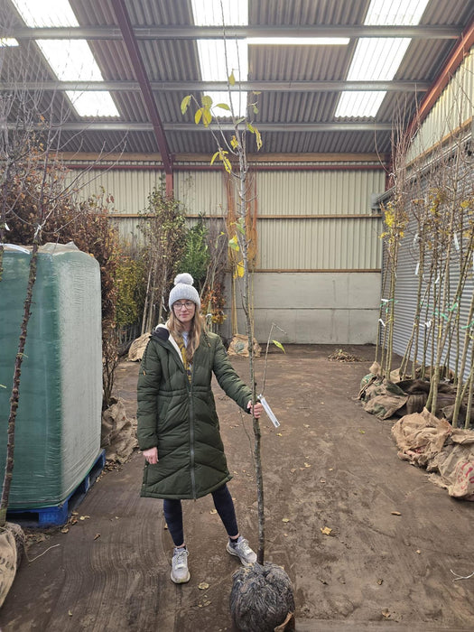 Prunus Kanzan Standard 8-10cm Girth Rootballed