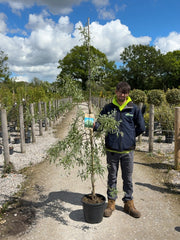 Pyrus sal. Pendula  20 Litre Pot 200/250cm