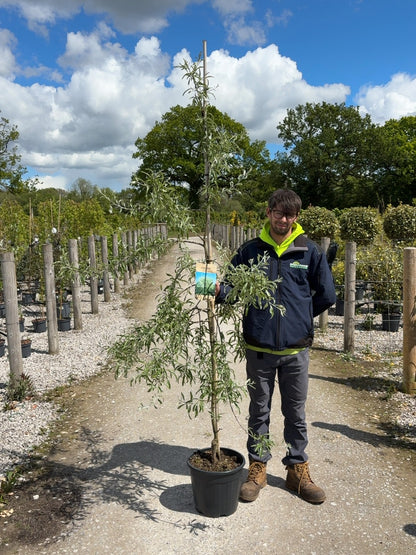 Pyrus sal. Pendula  20 Litre Pot 200/250cm