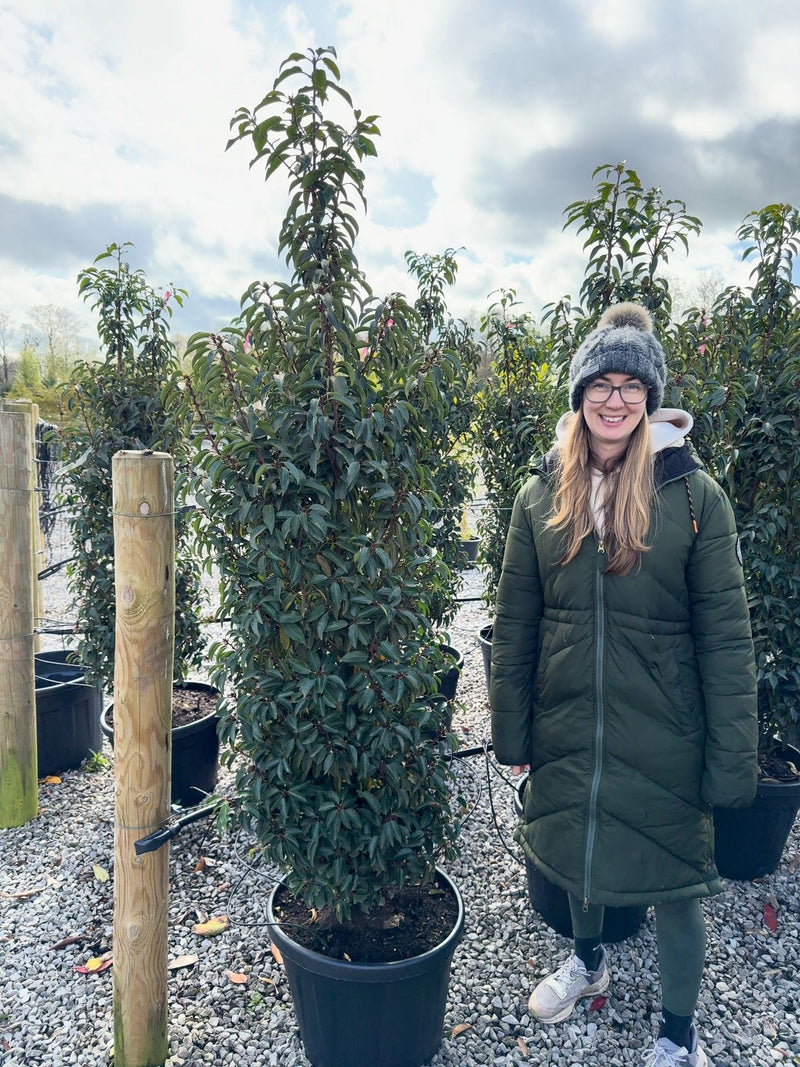 Portuguese Laurel 170/180cm 50cm Wide 30 Litre Pot