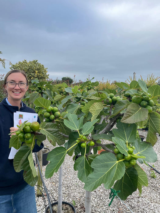 Ficus c. Grise de St Jean Half Standard 18 Litre Pot