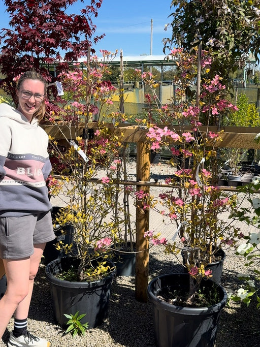 Cornus Florida 50 Litre Pot 150/160cm Tall