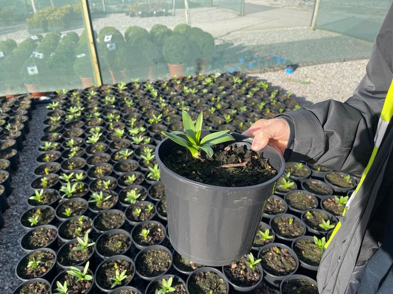 Allium Purple Sensation 2 Litre pot