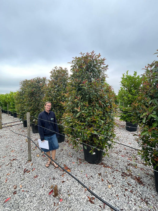 Photinia Red Robin 250cm Extra Sized Cone 130 Litre Pot