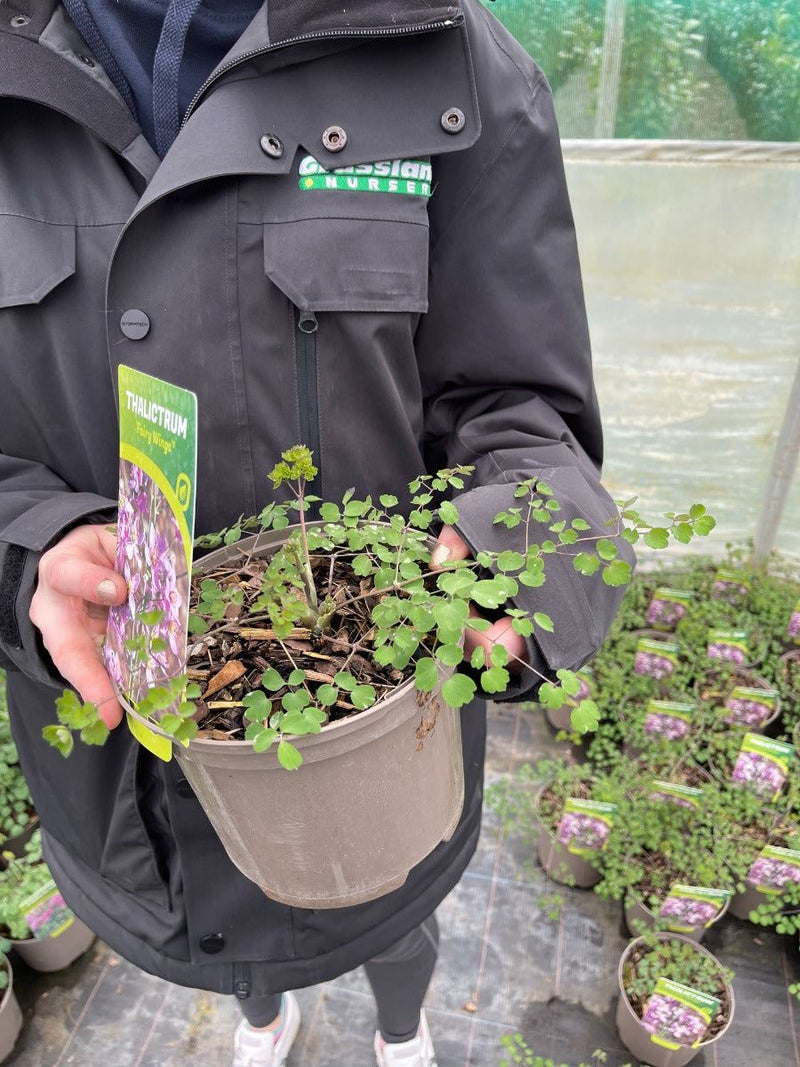 Thalictrum Fairy Wings 2 Litre Pot