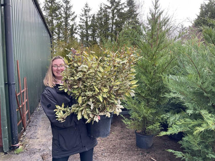 Elaeagnus x Ebbingei Maryline 9 Litre Pot