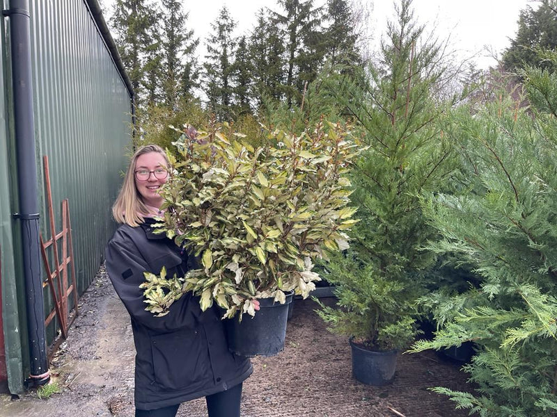 Elaeagnus x Ebbingei Maryline 9 Litre Pot