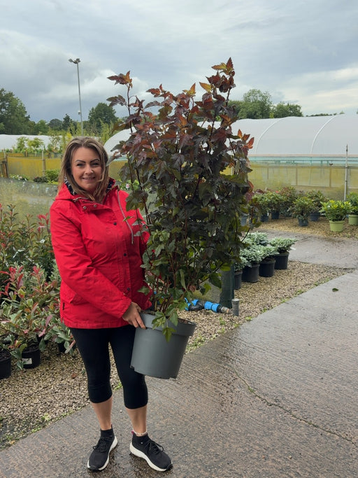 Physocarpus Lady in Red 12 Litre Pot 80/100cm