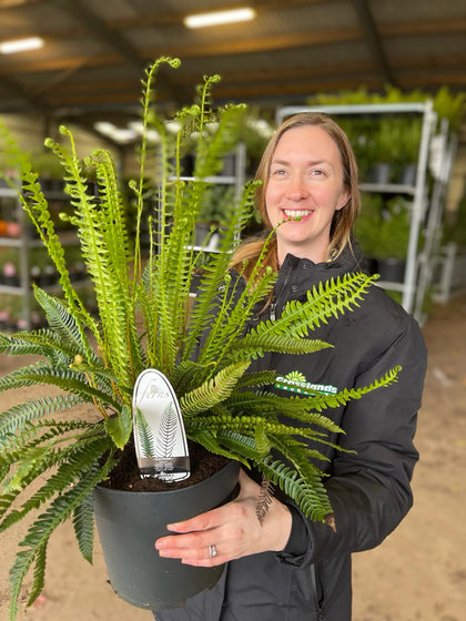 Blechnum Spicant 5 Litre Pot