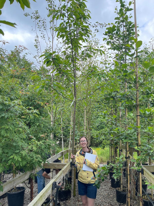 Prunus Avium Plena Standard  8/10 cm Girth