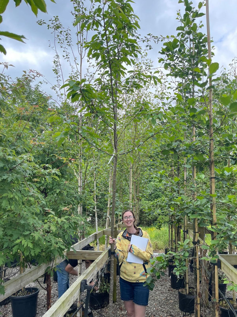 Prunus Avium Plena Standard  8/10 cm Girth