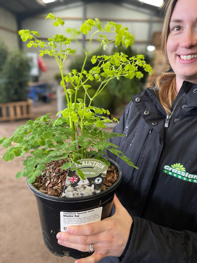 Thalictrum Spendid White 3 Litre Pot