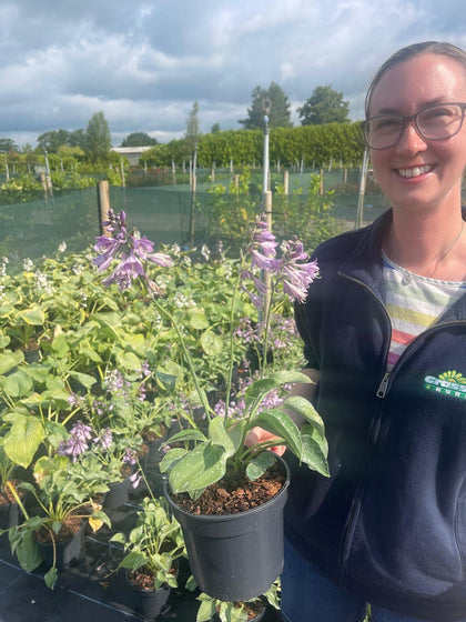 Hosta Blue Cadet  3 Litre Pot