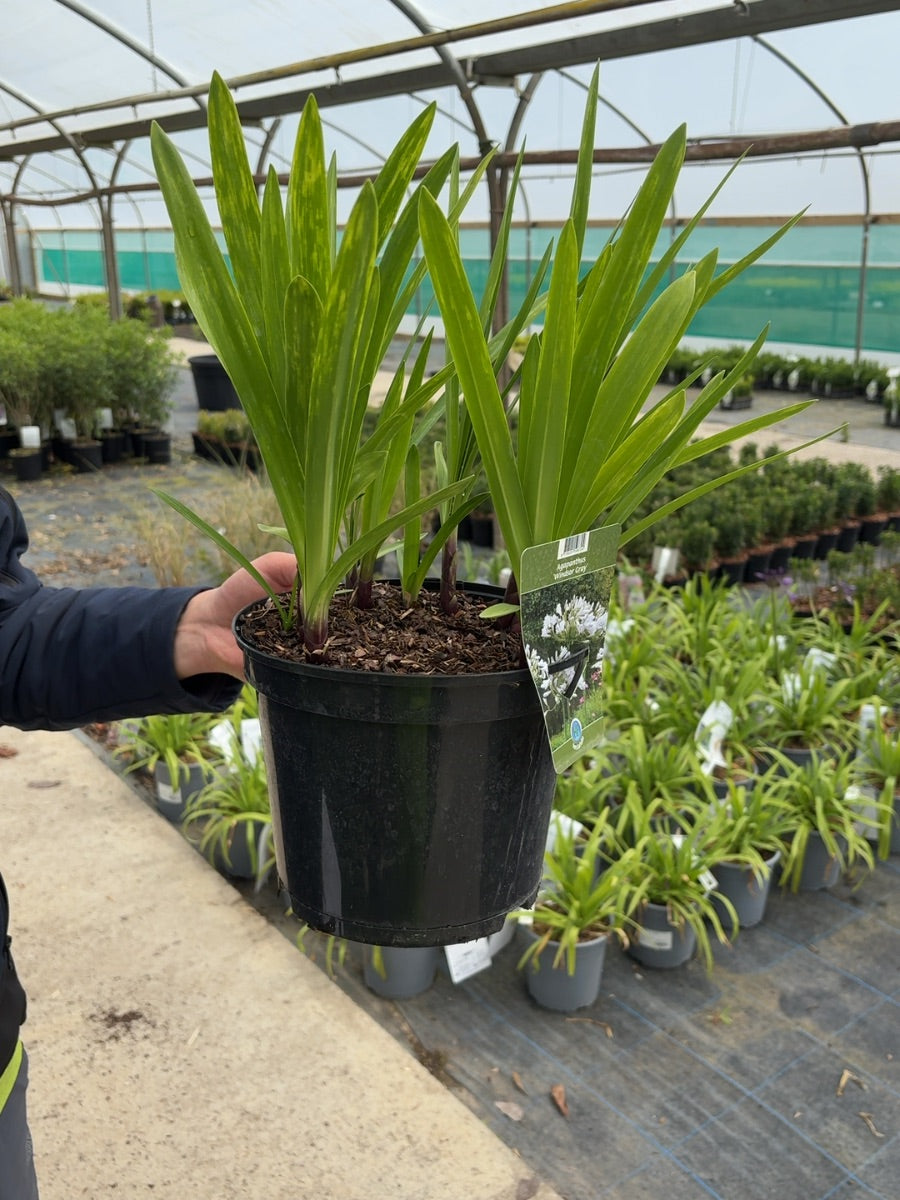 Agapanthus Windsor Gray 5 Litre Pot