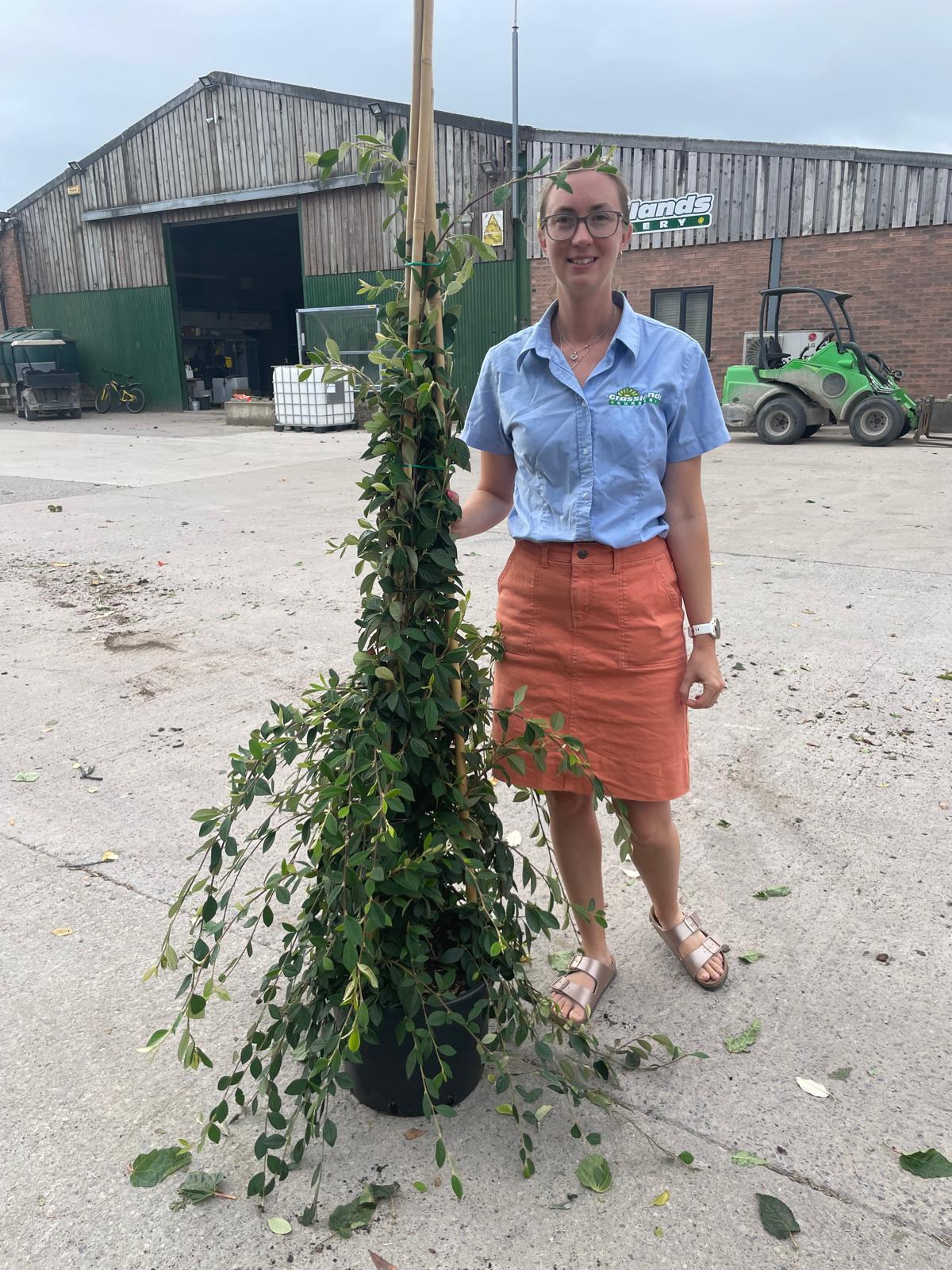 Cotoneaster Lacteus 20 Litre 150/175cm