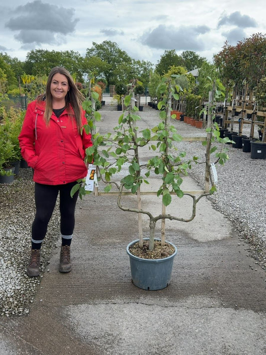 Apple Malus Belle De Boskoop 25 Litre Pot Double U Frame