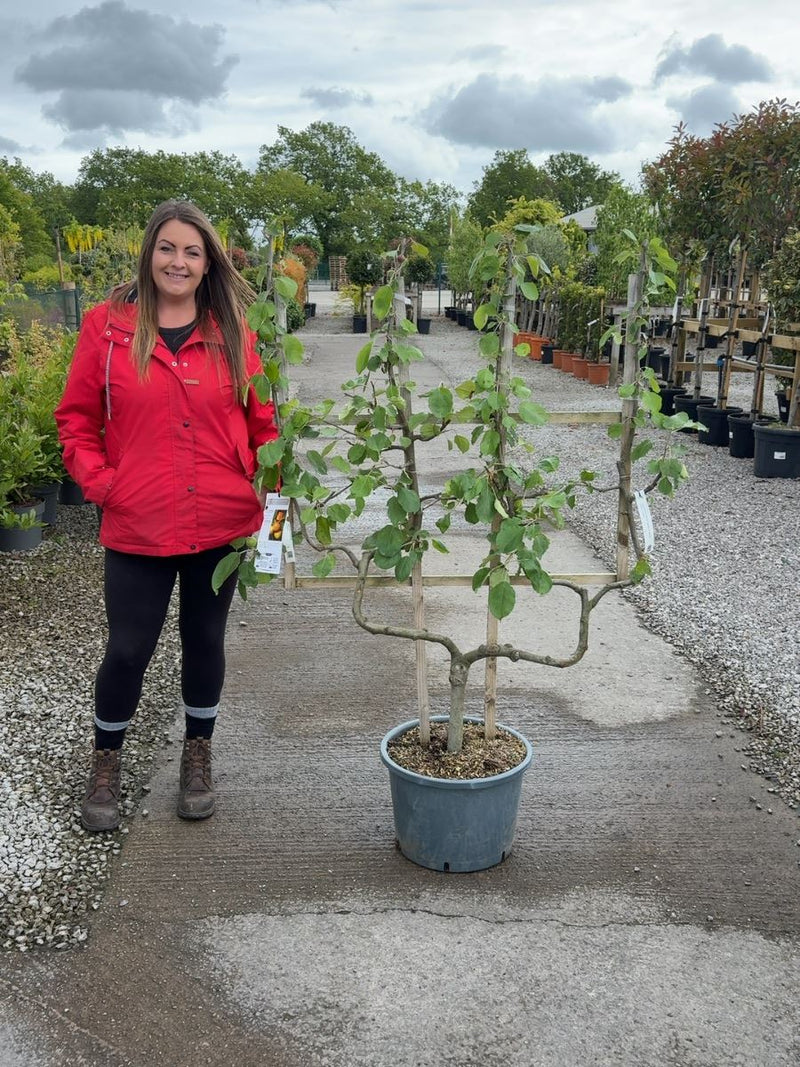 Apple Malus Belle De Boskoop 25 Litre Pot Double U Frame