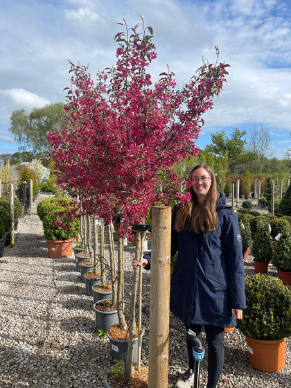 Malus Diable Rouge Half Standard 15 Litre Pot