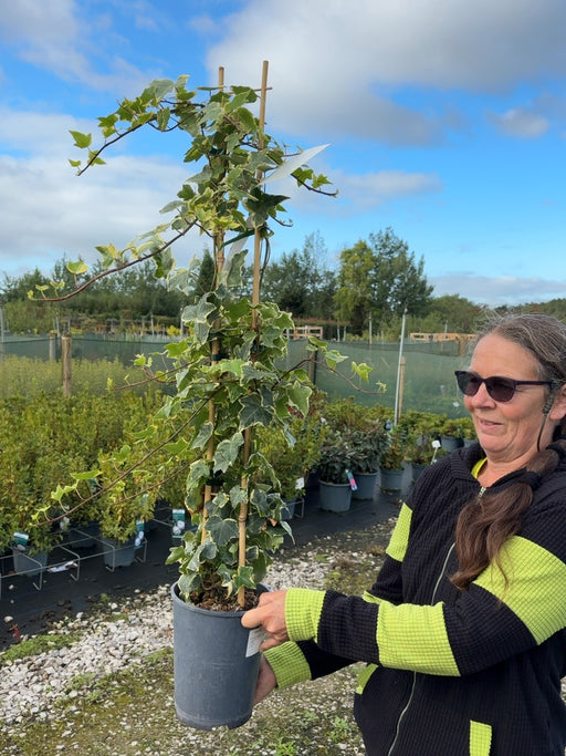 Hedera Goldchild 4 Litre Pot