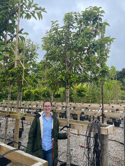 Prunus Lusitanica Brenelia Pleached 180cm St 120x120 10/12cm