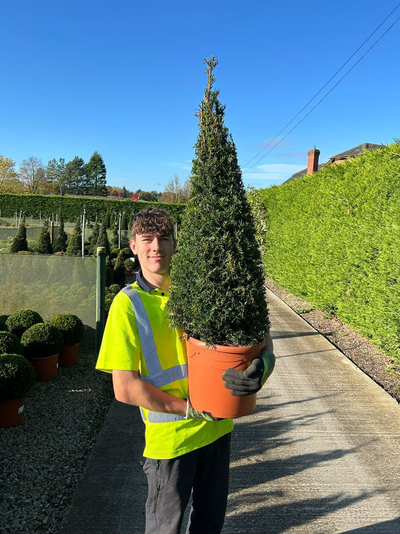 Taxus Baccata Cone 80/90cm