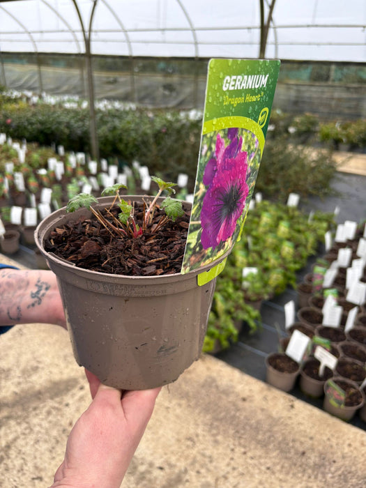 Geranium Dragon Heart 2 Litre Pot